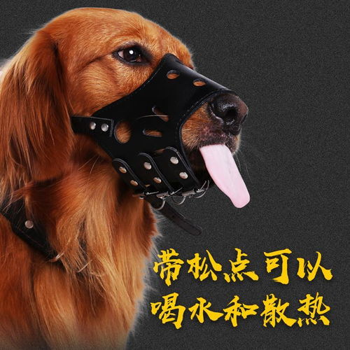 狗狗用嘴套與止吠器全解析｜防亂吃、圍叫、真愛護(hù)