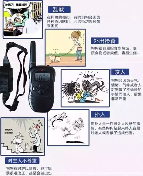 別讓寵物成為憤怒的犧牲品 關(guān)于遛狗和養(yǎng)狗責(zé)任的思考
